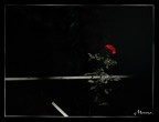 una delle prime foto scattate in manuale e poi modificate per cambiare l'effetto della luce.. suggerimenti e critiche ben accetti