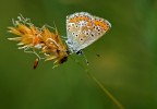 licenide su spiga