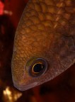 Monachella nera 90macro