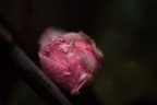 Rosa che si riposa
