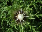 Fiore di campo