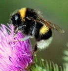 nevicata sul bombo nevicata sul bombo