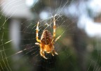 Spidy