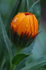 After the rain