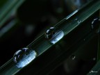 riflessi spiati