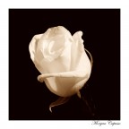 withe rose