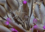 Ectoplasma ovvero Estreme trasparenze 90macro