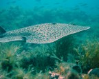 Nuoto elettrico
