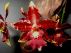 orchidea