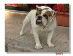 Vi presento  ETTORE