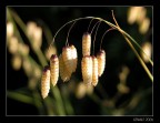 Campanelline