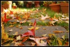 tema autunnale...