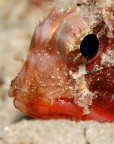 Fisheye 90macro