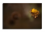 giallo su sfocato