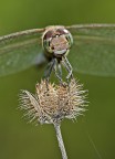 ritratto di libellula