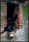 Hai visto il bue?