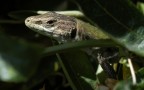 Lizard peeking