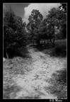Strada di campagna