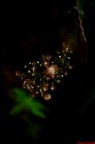 macro natale