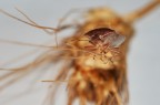 La cimice e la spiga