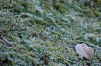 inverno