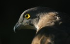 falco pecchiaiolo