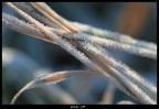 Inverno