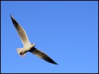 la mia &quot;aquila reale&quot; porta gli auguri di