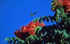 guatemala colibr del lago atitlan
