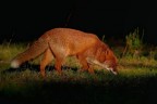 rosso in luce