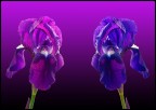 foto scattata ad un fiore e successivamente elaborata con p.s