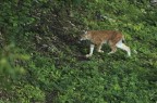 lince