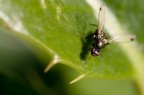 formica volante