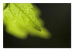 L'anima della foglia