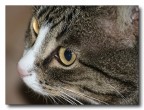 occhi di gatto