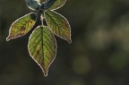 la mia luce