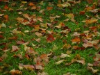 "si sta come d'autunno sugli alberi le foglie"