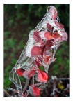 Rosso, colore freddo