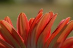 Rosso nel verde