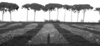 Ombre del passato