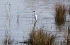 Oasi wwf di Burano - Capalbio