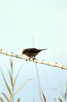 Pettirosso - Erithacus rubecula