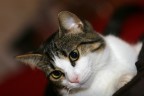 Il mio gatto