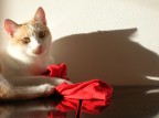 l'infame