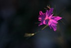 nella luce
