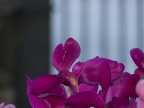 fiori