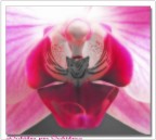 ...orchidea...per orchidea...