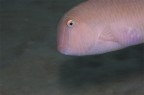 Panning macro