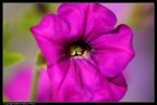 Fiore