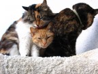 Il trio